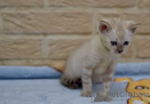 Additional photos: Best Bengal kittens!