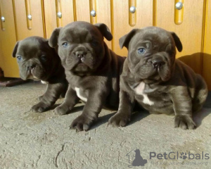 Photo №1. french bulldog - for sale in the city of Makhachkala | 254$ | Announcement № 128408