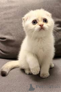 Photo №1. scottish fold - for sale in the city of Espoo | 516$ | Announcement № 166955