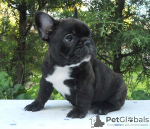 Photo №1.  - for sale in the city of Los Angeles | 350$ | Announcement № 133392