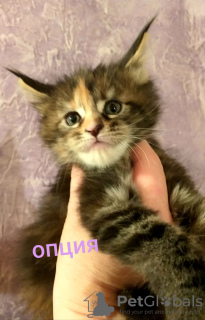 Photo №4. I will sell maine coon in the city of Tyumen. from nursery - price - negotiated