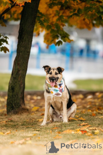 Photo №2 to announcement № 149592 for the sale of non-pedigree dogs - buy in Russian Federation 