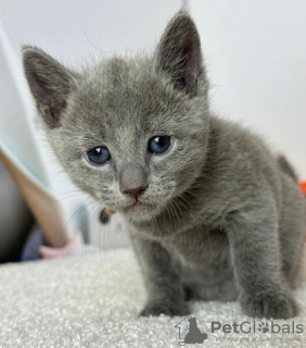 Photo №1. russian blue - for sale in the city of New York | 280$ | Announcement № 83551