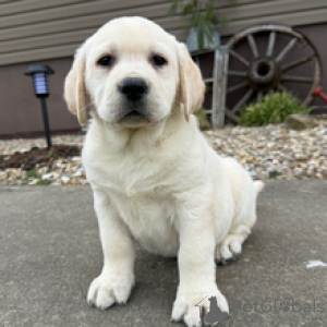 Photo №2 to announcement № 166533 for the sale of labrador retriever - buy in Germany breeder