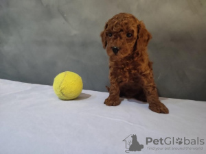 Photo №1. poodle (royal) - for sale in the city of Belgrade | negotiated | Announcement № 83421
