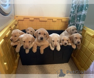 Photo №1. labrador retriever - for sale in the city of Auckland | 500$ | Announcement № 54744