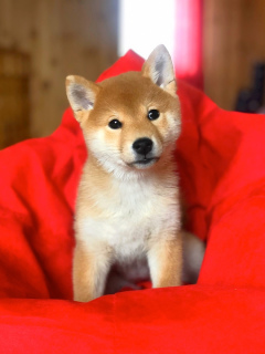 Photo №1. shiba inu - for sale in the city of Voronezh | Negotiated | Announcement № 4927