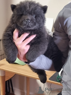 Photo №3. Cute Chow Chow Puppies. Portugal