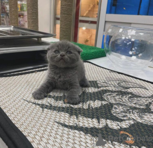 Photo №2 to announcement № 83951 for the sale of scottish fold - buy in United States private announcement