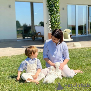 Photo №2 to announcement № 128851 for the sale of maltese dog - buy in Switzerland 