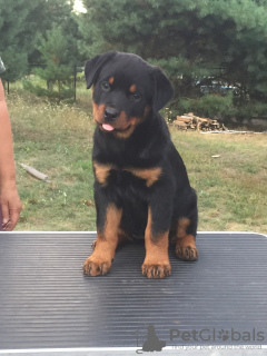 Photo №1. rottweiler - for sale in the city of Belgorod | 448$ | Announcement № 7139