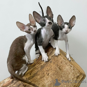 Photo №1. cornish rex - for sale in the city of Queenstown | negotiated | Announcement № 161162