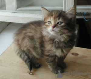 Photo №1. siberian cat - for sale in the city of Derendingen | 361$ | Announcement № 11319