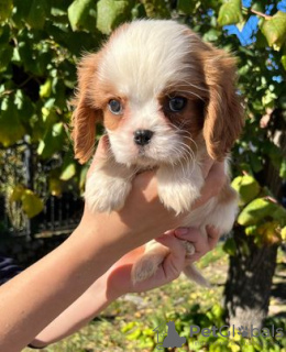 Photo №3. Cavalier King Charles Spaniel. Serbia