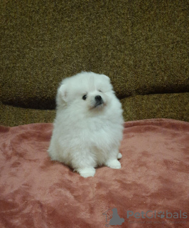 Photo №2 to announcement № 32662 for the sale of pomeranian - buy in Germany private announcement