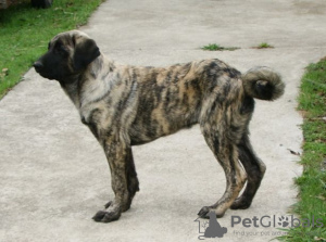Photo №1. anatolian shepherd - for sale in the city of Munich | Is free | Announcement № 95722