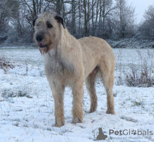 Photo №3. Open reservation for irish wolfhound puppies/beauty and performance. France