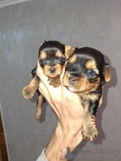 Photo №1. beaver yorkshire terrier, bichon frise, yorkshire terrier, maltese dog, maltipu, pomeranian, poodle (dwarf), poodle (royal), poodle (toy) - for sale in the city of Helsinki | 723$ | Announcement № 155995