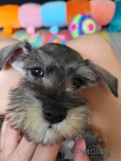 Photo №2 to announcement № 54925 for the sale of schnauzer - buy in Serbia private announcement