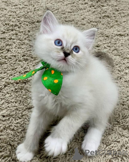 Photo №2 to announcement № 168917 for the sale of ragdoll - buy in Finland 