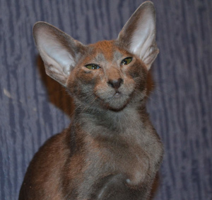 Photo №4. I will sell oriental shorthair in the city of Kostroma. from nursery, breeder - price - 314$