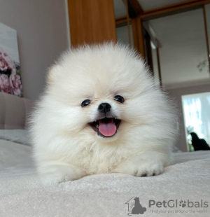 Photo №2 to announcement № 119140 for the sale of pomeranian - buy in Germany private announcement