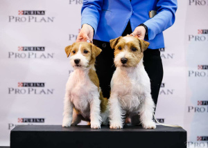 Photo №2 to announcement № 4432 for the sale of jack russell terrier - buy in Belarus from nursery