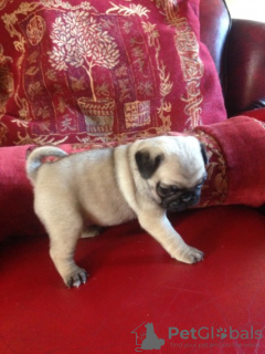 Photo №4. I will sell pug in the city of Harlingen. private announcement - price - 423$