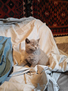 Photo №2 to announcement № 166201 for the sale of british shorthair - buy in Germany private announcement