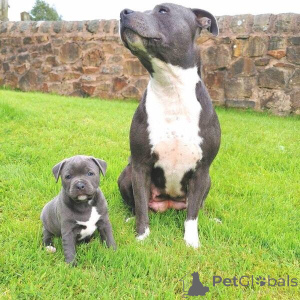 Photo №2 to announcement № 149694 for the sale of staffordshire bull terrier - buy in Germany private announcement