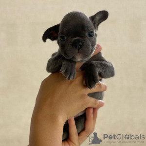 Photo №2 to announcement № 75755 for the sale of french bulldog - buy in Lithuania private announcement, breeder