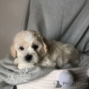 Photo №4. I will sell bichon frise in the city of Subotica. breeder - price - negotiated