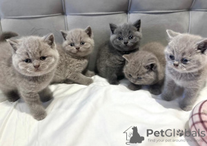 Photo №1. british shorthair - for sale in the city of New Orleans | 400$ | Announcement № 102882