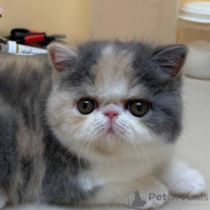 Photo №1. exotic shorthair - for sale in the city of Helsinki | 516$ | Announcement № 178412