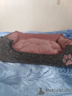 Photo №1. Beds (bed, house, sunbed) for animals, dogs, cats, etc. in the city of Kharkov. Price - negotiated. Announcement № 9923