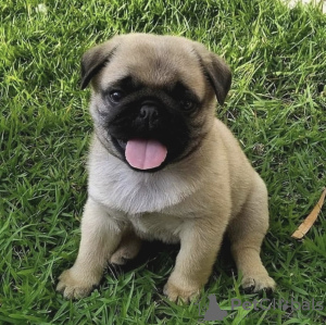 Photo №1. pug - for sale in the city of Tampere | negotiated | Announcement № 119817