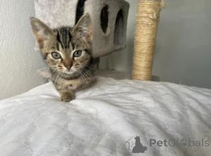 Photo №4. I will sell munchkin in the city of Munich. breeder - price - negotiated