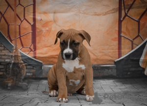 Photo №2 to announcement № 93845 for the sale of american staffordshire terrier - buy in Serbia 