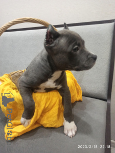 Photo №1. american staffordshire terrier - for sale in the city of Москва | Is free | Announcement № 38332