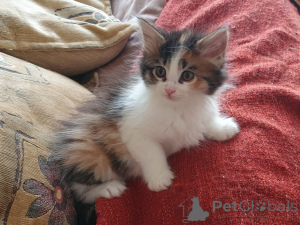 Photo №1. maine coon - for sale in the city of Braunschweig | 826$ | Announcement № 165194