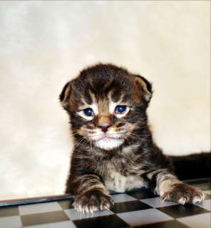 Photo №1. maine coon - for sale in the city of Minsk | 500$ | Announcement № 1232
