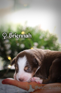 Photo №3. Miniature American Shepherd (MAS) puppy. Poland