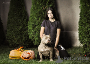 Photo №1. american bully - for sale in the city of Добрич | negotiated | Announcement № 20354