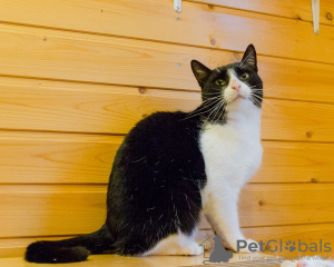 Photo №3. Beautiful tricolor cat Alice in good hands. Russian Federation