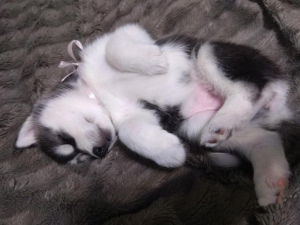 Photo №2 to announcement № 1311 for the sale of siberian husky - buy in Belarus 