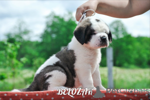 Photo №1. st. bernard - for sale in the city of Minsk | 700$ | Announcement № 7211