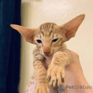 Photo №4. I will sell oriental shorthair in the city of Helsinki. private announcement, breeder - price - 361$