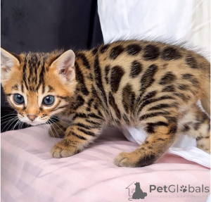 Photo №2 to announcement № 164645 for the sale of bengal cat - buy in Germany private announcement