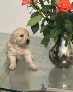 Photo №1. golden retriever - for sale in the city of Tallinn | 350$ | Announcement № 127518