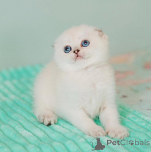 Photo №1. scottish fold - for sale in the city of Herzogenrath | 258$ | Announcement № 172913